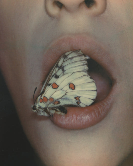 Parnassius Phoebus 1